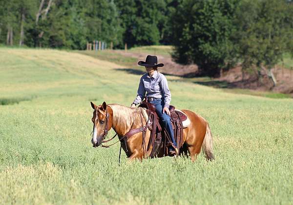 all-around-quarter-horse