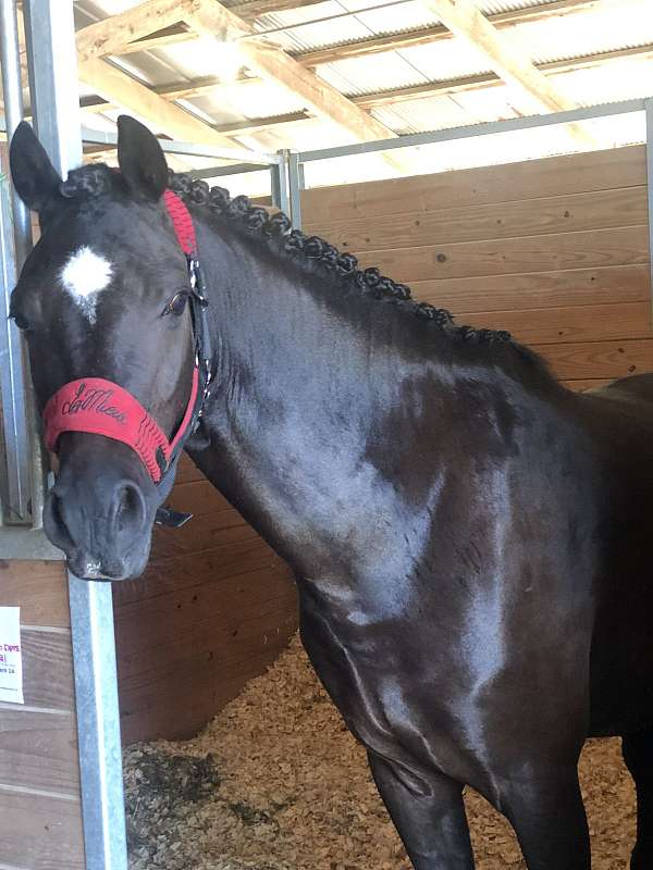 black-white-diamond-on-face-pony