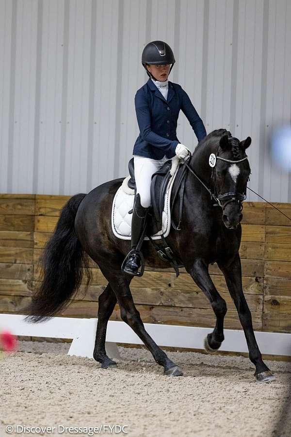 training-level-oldenburg-pony