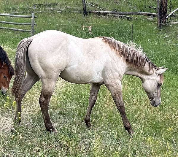 champagne-quarter-horse-weanling