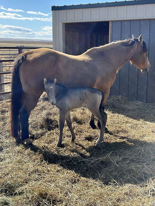 champagne-dun-ranch-horse