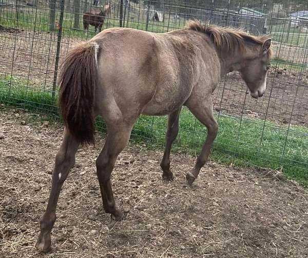 champagne-dun-ranch-horse