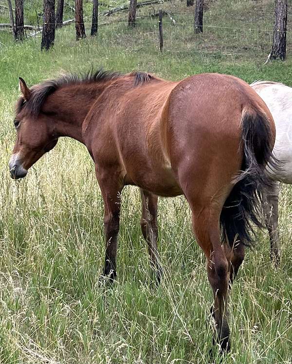 breeding-fjord-quarter-horse