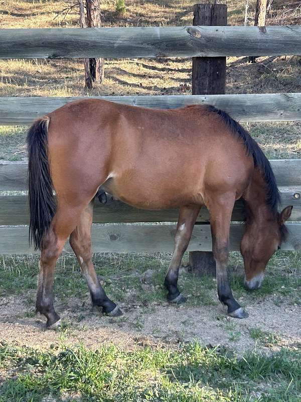 breeding-fjord-quarter-horse