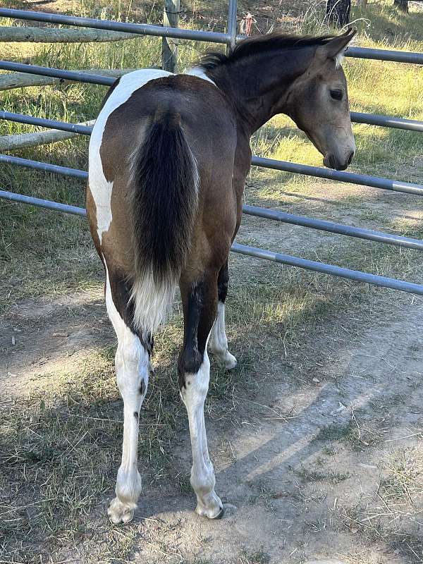 buckskin-tobiano-apha-filly