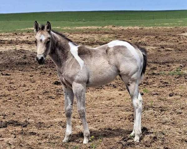 buckskin-tobiano-apha-filly