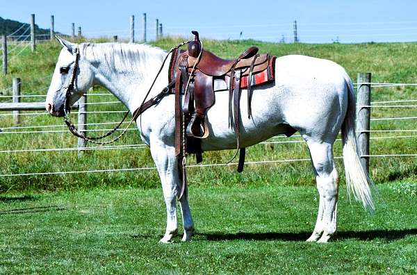 grey-see-pics-horse