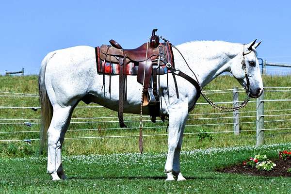 trail-quarter-horse