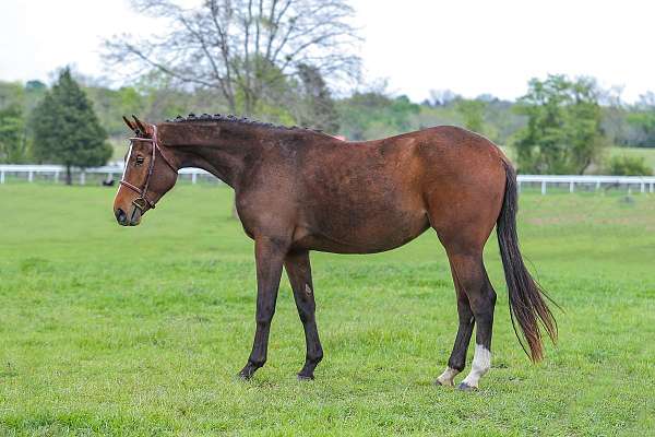 blue-dutch-warmblood-horse