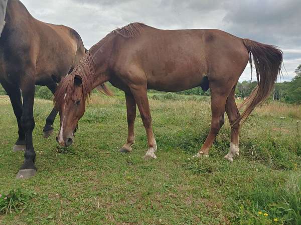 white-socks-horse