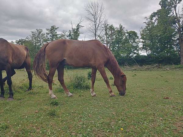 sorrel-stripe-horse