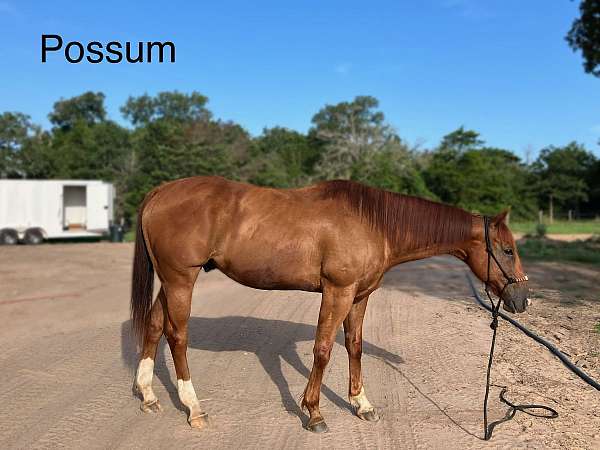 quarter-horse-gelding