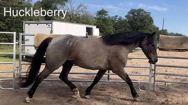 blue-roan-draft-x-horse