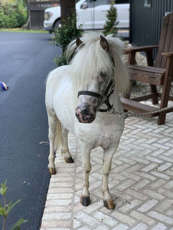 spots-miniature-pony