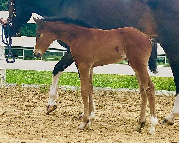 a-hunter-belgian-warmblood-horse