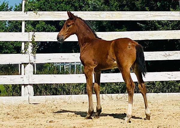 bred-belgian-warmblood-horse