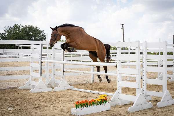 games-dutch-warmblood-horse