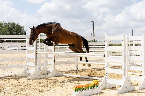 meadows-dutch-warmblood-horse