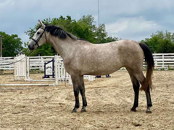 grey-belgian-warmblood-colt