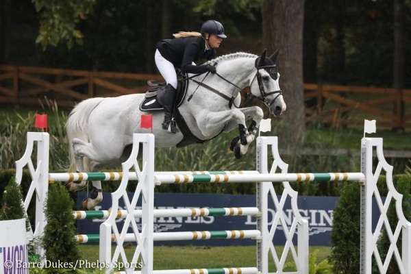 a-show-belgian-warmblood-horse