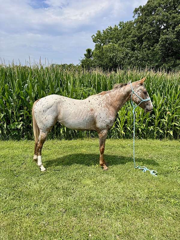 best-friend-appaloosa-horse