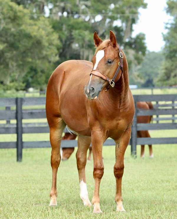 all-around-quarter-horse