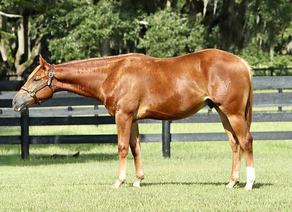 aqha-quarter-horse