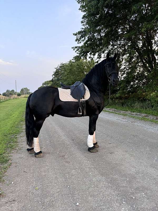 child-friesian-horse