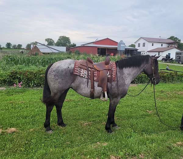 all-around-mare-draft-horse