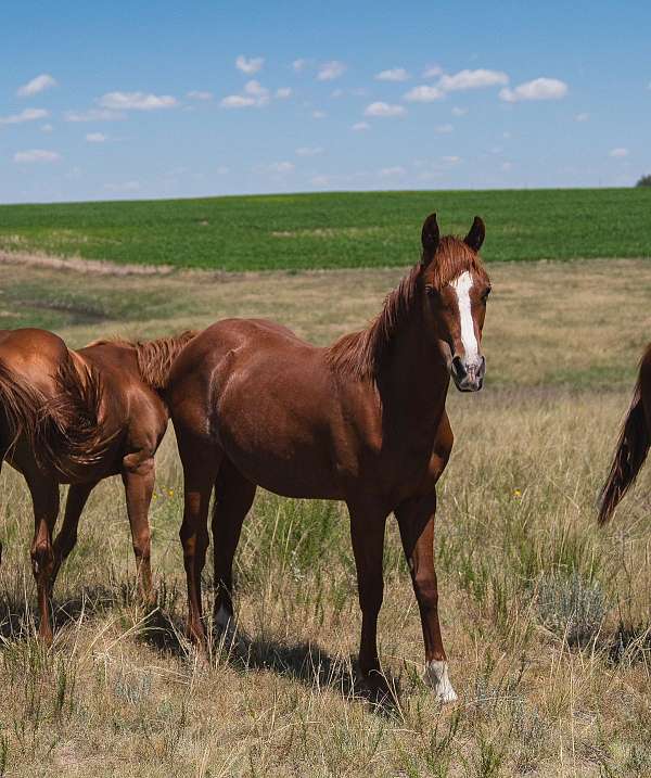 metallic-everything-gelding