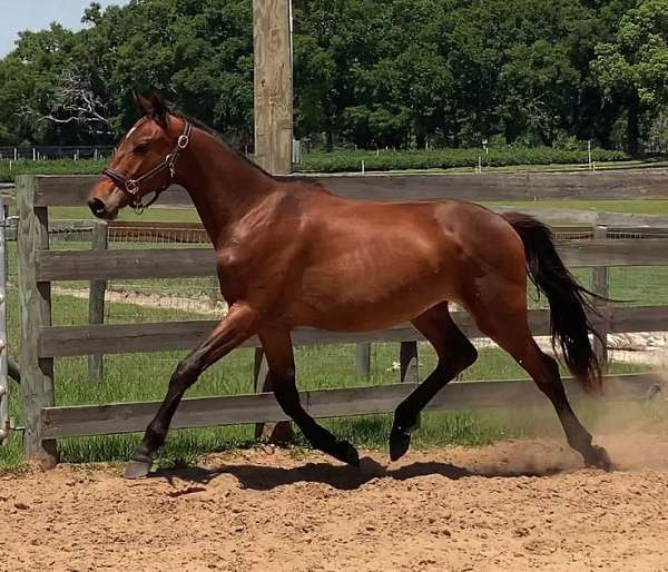 dressage-hanoverian-horse