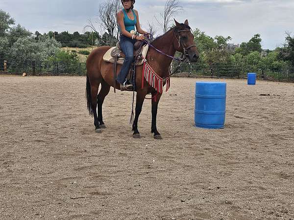 barrel-horse-quarter-horse