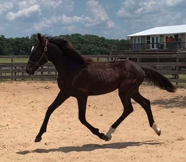 dressage-hanoverian-horse