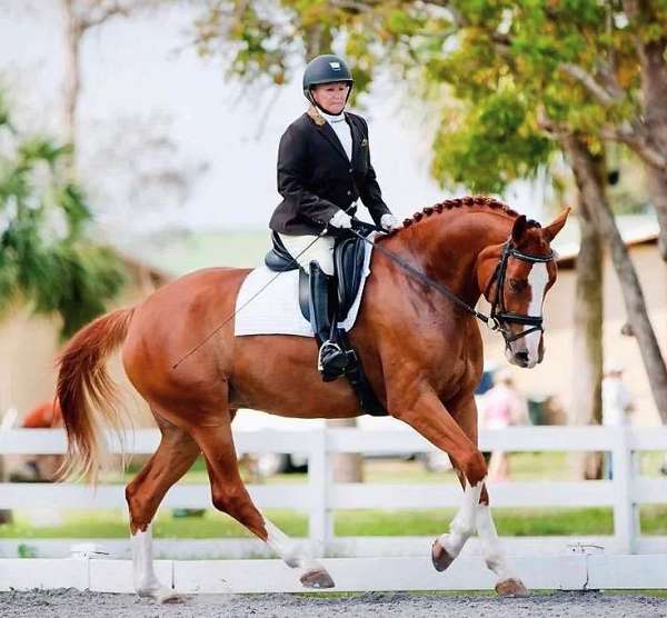 dressage-hanoverian-horse