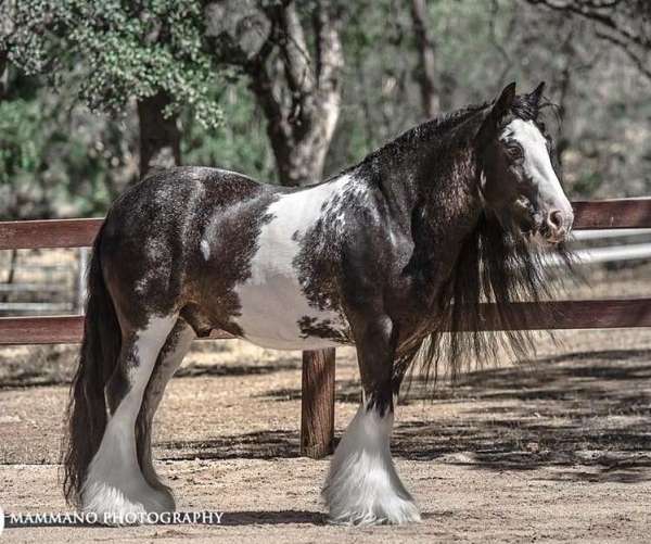 western-riding-gelding-stallion