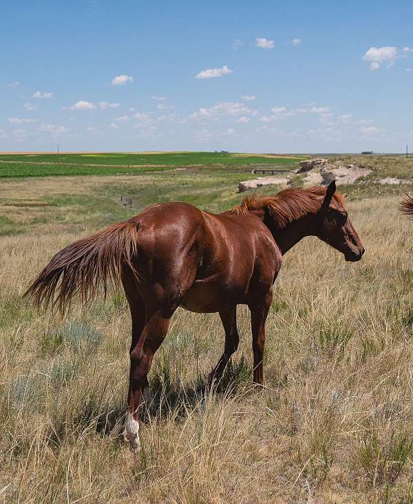 metallic-cat-yearling