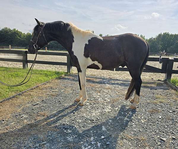 pony-gelding