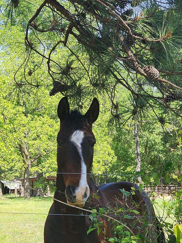 pony-gelding