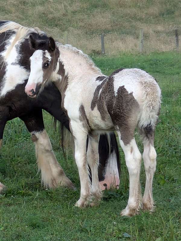 gypsy-vanner-filly