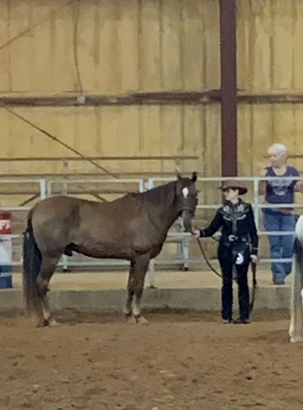 gaited-tennessee-walking-horse