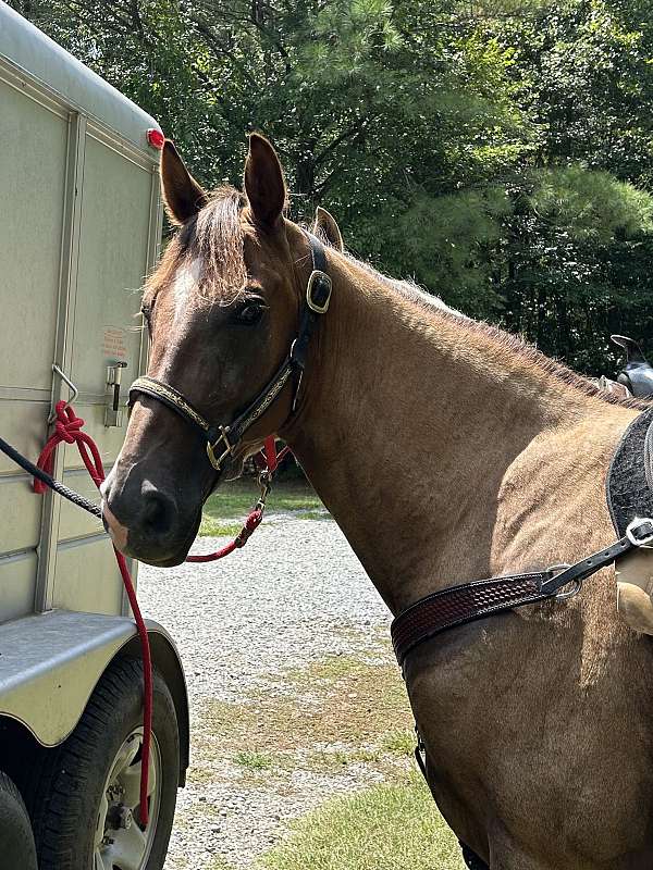 show-experience-tennessee-walking-horse