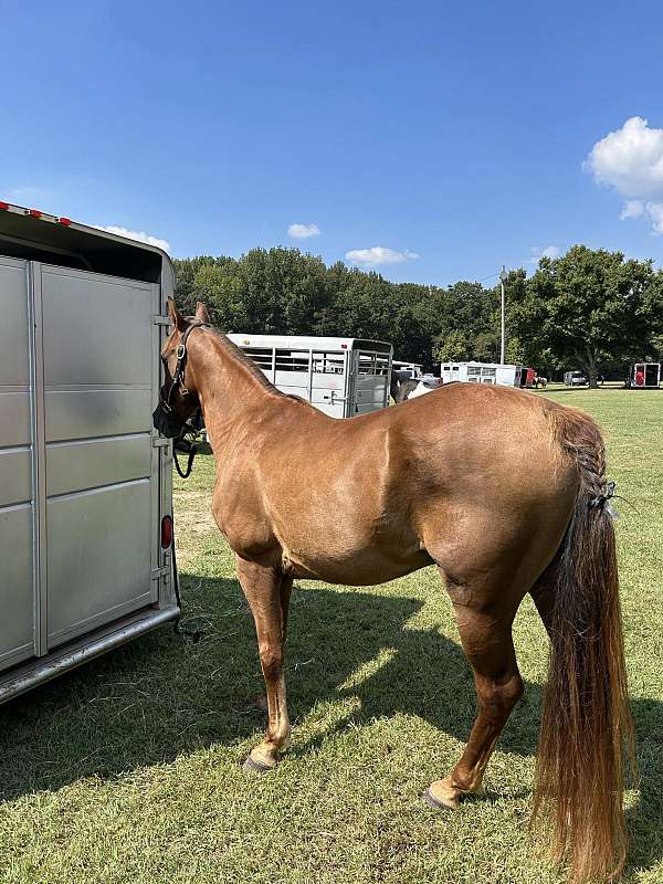 trail-riding-tennessee-walking-horse