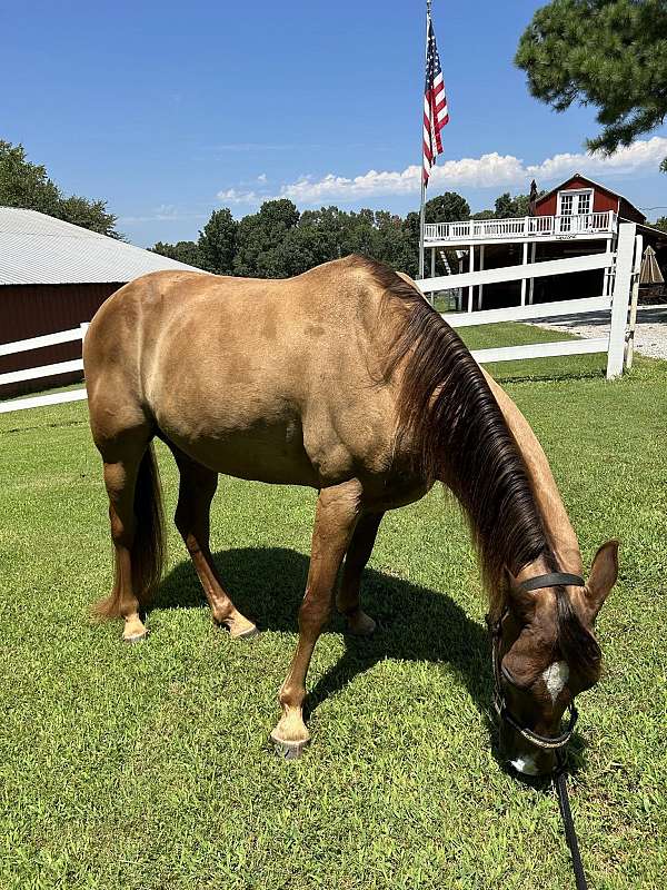 trained-tennessee-walking-horse