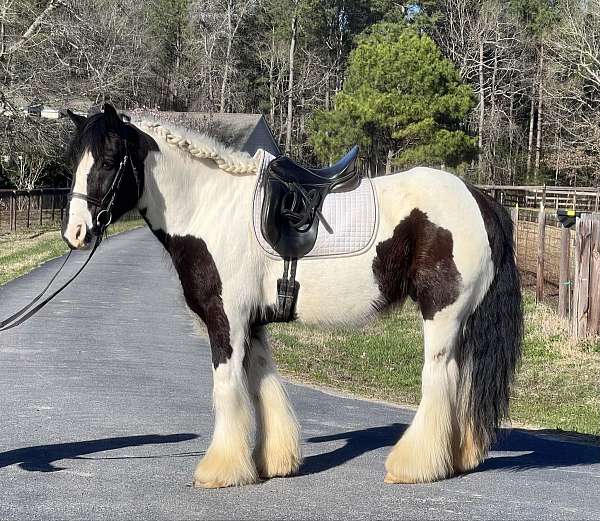 all-around-gypsy-vanner-horse