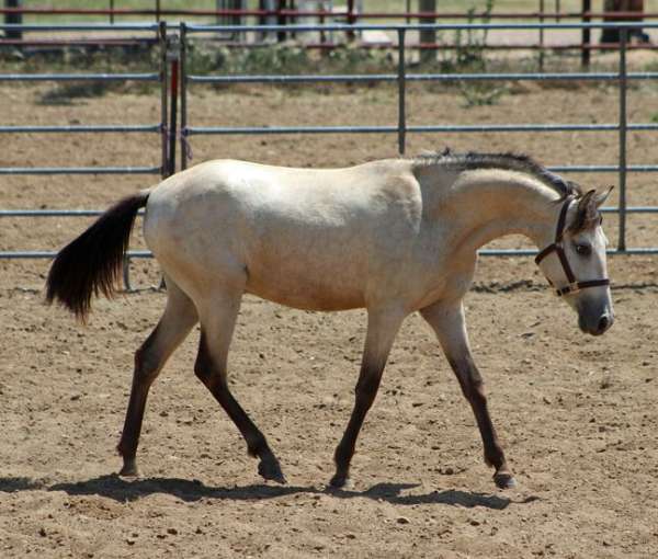 classical-spanish-mustang-horse