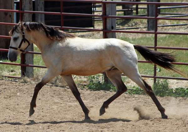 dappled-spanish-mustang-horse