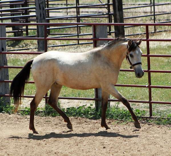 flashy-spanish-mustang-horse