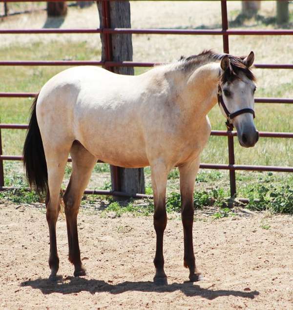 vaquero-spanish-mustang-horse