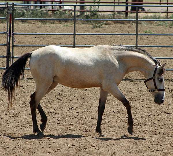 western-dressage-spanish-mustang-horse