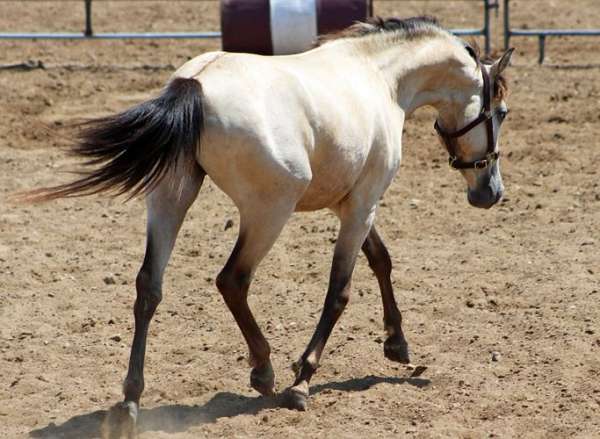 13-hand-spanish-mustang-gelding